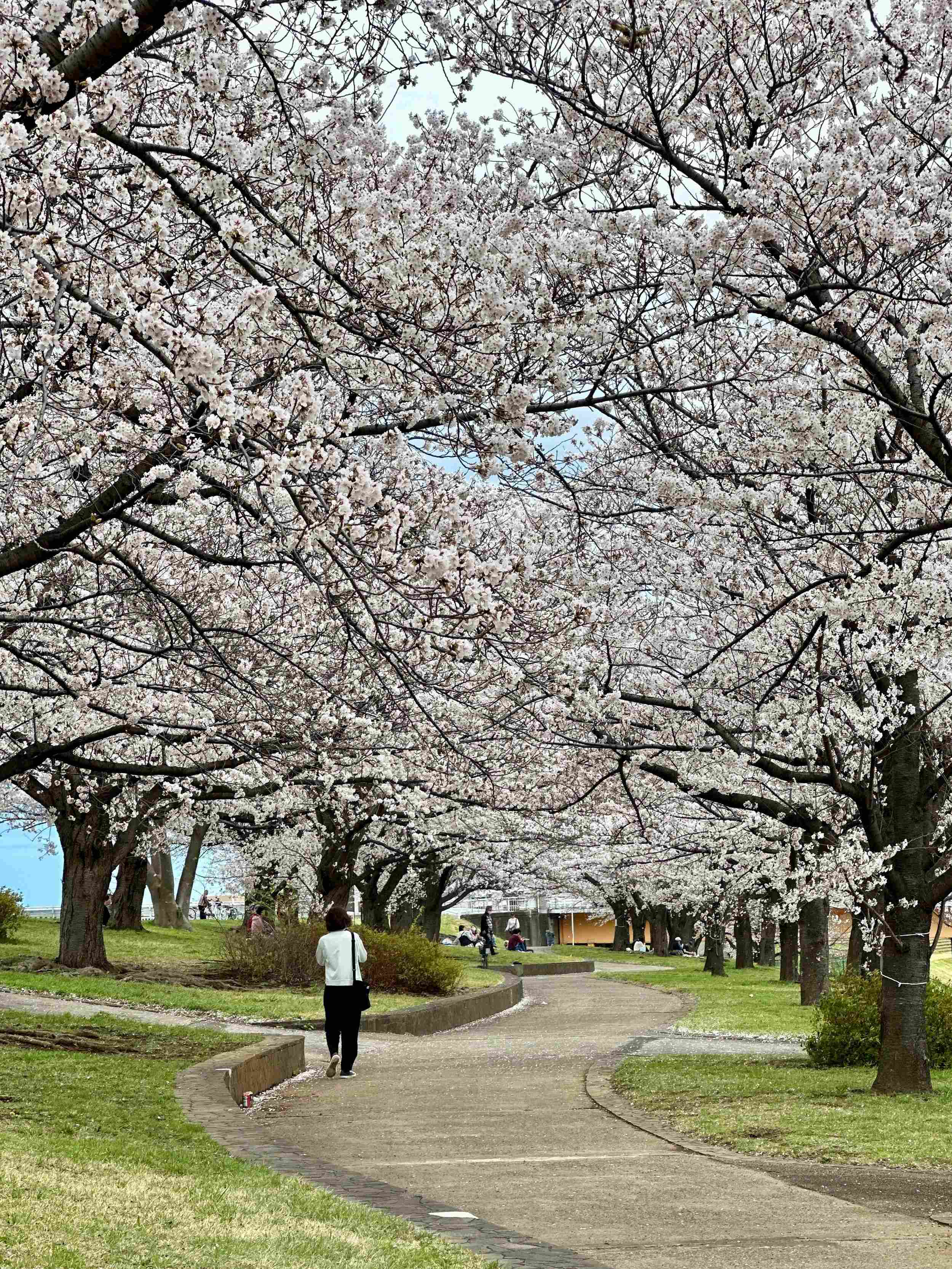 🌸 아라카와 벚꽃 제방 공원(아라카와 사쿠라즈츠미 코엔) 이미지 6